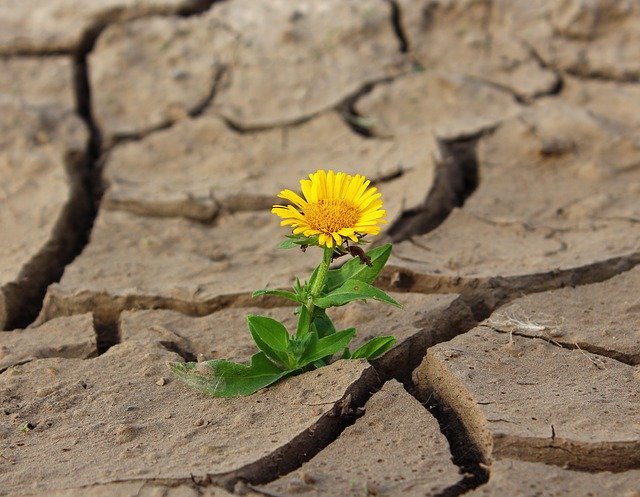 Read more about the article אינטליגנציה רוחנית